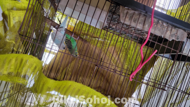 বাজরিগার পাখি